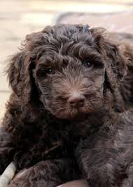 Irish doodle puppies for sale ontario. Canadian Chocolate Labradoodles Labradoodle Goldendoodle Labradoodle Puppies For Sale Labradoodle