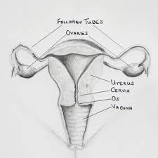 If the egg is not fertilized, then the thick and soft inner lining along with the dead egg and blood vessels, of uterus gets. Draw Neat And Well Labelled Diagram Of Human Female Reproductive System Brainly In