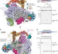 Structural basis of Integrator-dependent RNA polymerase II ...
