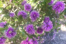 Image result for Melaleuca nesophila