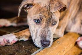 Stop by our adoption center during open hours to meet these animals. Pets For Adoption At Vt Dog Rescue In Hinesburg Vt Petfinder