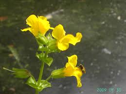 Image result for Phrymaceae