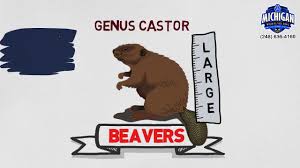 Getting rid of beavers naturally or otherwise, isn't enough. Beaver Removal Trapping Michigan Wildlife Solutions