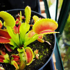 It is utilized in schools and colleges to measure overall academic performance of a student. Tskinner On Instagram Dionaea Muscipula Shark Tooth Form From Last Spring Hungry Wakeywakey Dioneamuscipula Venus Fly Trap Shark Teeth Carnivorous Plants