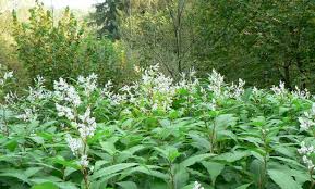 Image result for Polystachya laurentii