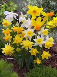 Buy Narcissus Bulbs Mixed Miniature Daffodils Gold Medal Winning Harts Nursery