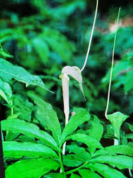Image result for Arisaema