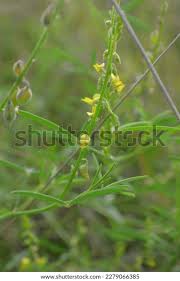 Image result for Crotalaria sphaerocarpa