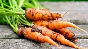 mohren fermentieren wie geht es richtig mein schoner garten