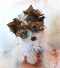 The golden or blonde parti yorkie is essentially a yorkshire terrier without any dark blue or black coloring. Teacup Yorkies For Sale In Tn Teacup Parti Yorkies For Sale In Tn Yorkie Breeder In Tennessee Parti Yorkie Yorkie Puppy Yorkie Puppy For Sale Biewer Yorkie