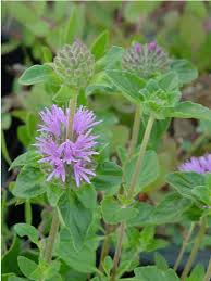 Image result for Landolphia villosa