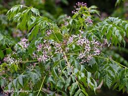 Image result for Melia azedarach