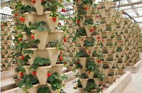 Vertical gardening is now widely used for most strawberry growers. Whoelsale High Quality China Substrate Growing Tower Vertical Farming Hydroponic Strawberry Stackable Pot Tower Planter China Stackable Tower Pot And Tower Pot Price Made In China Com
