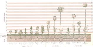 Bulbs Planting Chart