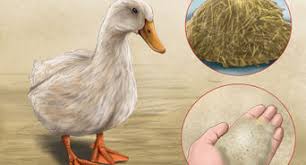 Company about holz house news mass media about us certificates and achievements advantages of holz house business solutions videos reviews. How To Build A Wood Duck House 12 Steps With Pictures Wikihow