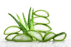 Mukbang aloe honeycomb lidah buaya aloès หางจระเข้ アロエ lô hội 알로에 벌집꿀 twinroozi 쌍둥이루지. Daun Sirih Dan Lidah Buaya Bisa Dibuat Hand Santizer Alami