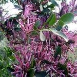 Image result for Agelanthus zizyphifolius