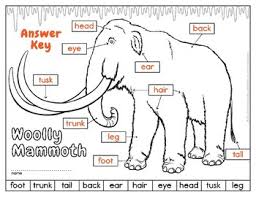 ⬤ flashcards exercise about body parts. Label A Woolly Mammoth Body Parts Diagram By Loreen Leedy Tpt