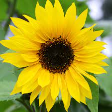Ngii is striving to propagate. Growing Sunflowers Everything You Need To Know