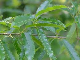 Image result for Quercus acutissima