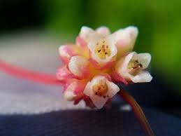 Image result for Cuscuta approximata