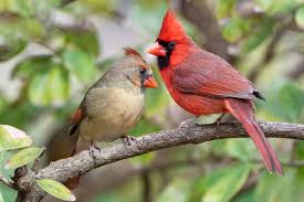 Northern Cardinal Animal Facts ...