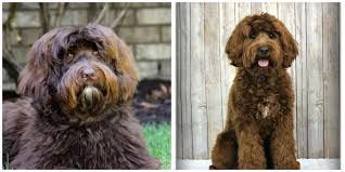 We did not find results for: Australian Labradoodle Puppies Oregon Spring Creek Labradoodles