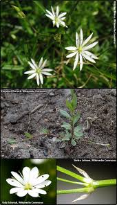 Image result for Stellaria