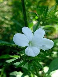 Image result for Barleria elegans