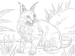We are dedicated to being the best source for coloring pages. The Caracal Is A Medium Sized Wild Cat Native To Africa Central Asia Southwest Asia And India Th Cat Coloring Page Dog Coloring Page Animal Coloring Pages