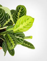 Jun 18, 2019 · new roots are going to grow from the node of the plant. Everything You Need To Know About Maranta Plant How To Keep A Prayer Plant Alive