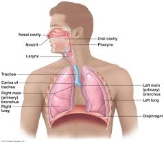 Also explore over 3 similar quizzes in this category. A P2 Week 3 Respiratory System Flashcards Quizlet