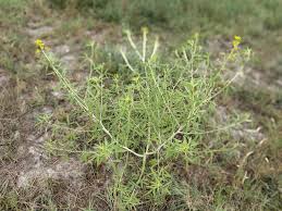 Image result for Cleome angustifolia