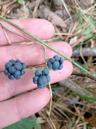 Image result for Rubus kirungensis