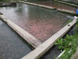 Biaya Pembuatan Kolam Ikan Dari Beton Kolam Ikan Dot Net