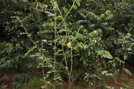 Image result for Aeschynomene elaphroxylon