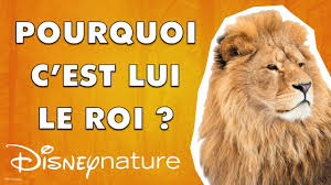 Dans l'océan, les poissons se révèlent plus rapides que les mammifères marins. Le Guepard Est Il Le Plus Rapide Des Animaux Youtube