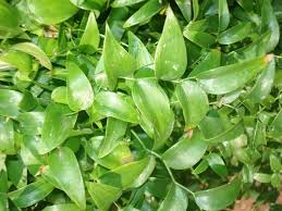 Image result for Asparagus asparagoides