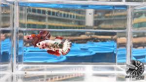 Corak warna yang dimiliki paling sedikit sekitar 3 corak warna yang terdapat di bagian tubuh, ekor dan. Ikan Cupang Hias Betta Fish Hmpk Fancy Red Cooper Fccp Youtube