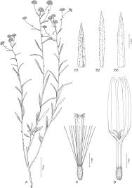 Image result for Nicolasia nitens