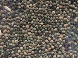 Image result for Eschscholzia