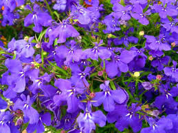 Image result for foto Lobelka