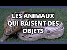 Il a aussi été observé des cas d'homosexualité chez les insectes (j'avais vu un. Top Des Animaux Qui Baisent Des Objets Ou La Vie Est Mal Faite Youtube