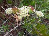 Botany Walk at Tiger Creek Preserve with Kara Driscoll