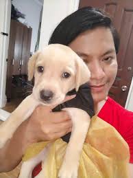 Hello Everyone meet Khira (black) and Khara (brown), they are 6 weeks old.  They are from Cebu Philippines. Their mother is from England and their  father is from Cebu Philippines. I am