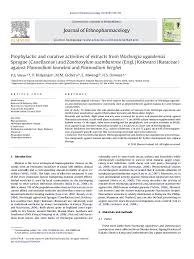 Image result for Zanthoxylum usambarense