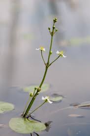 Image result for Caldesia parnassifolia