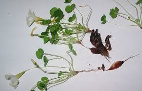 Image result for Oxalis semiloba