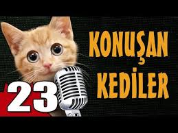 Konusan Kediler 3 En Komik Kedi Videolari Youtube