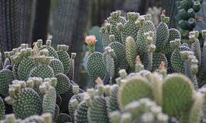How to propagate cactus plants. Opuntia Microdasys The Peter Rabbit Of Cacti Epic Gardening